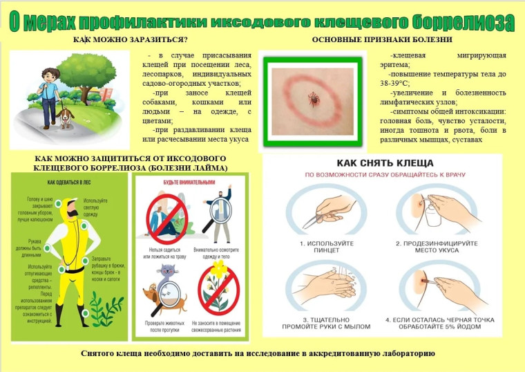 Профилактика заболеваний, передаваемых иксодовыми клещами. Профилактика заболеваний, передаваемых иксодовыми клещами.